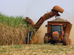 Após a quebra de 2025, setor de cana de Alagoas mira 19 milhões de toneladas