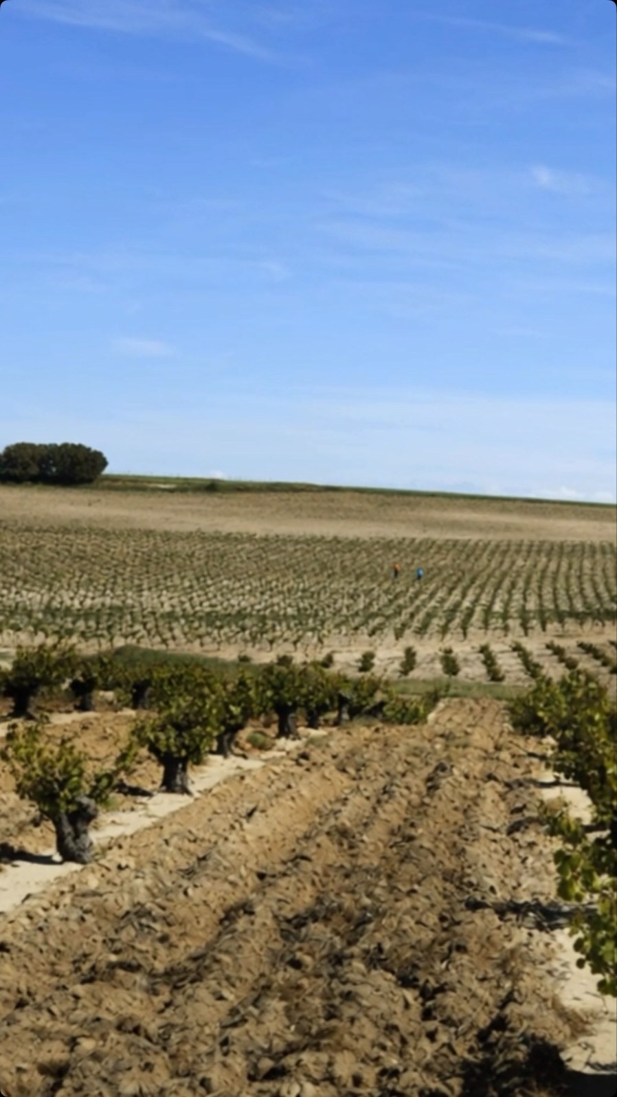 Vinhedos velhos de Monastrell cultivados na Espanha para a produção do novo vinho El Tenista