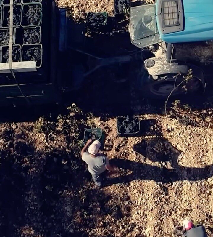 Colheita de uvas nos vinhedos da Viñas Familia Gil, parceira do tenista Rafael Nadal na produçao do novo rótulo
